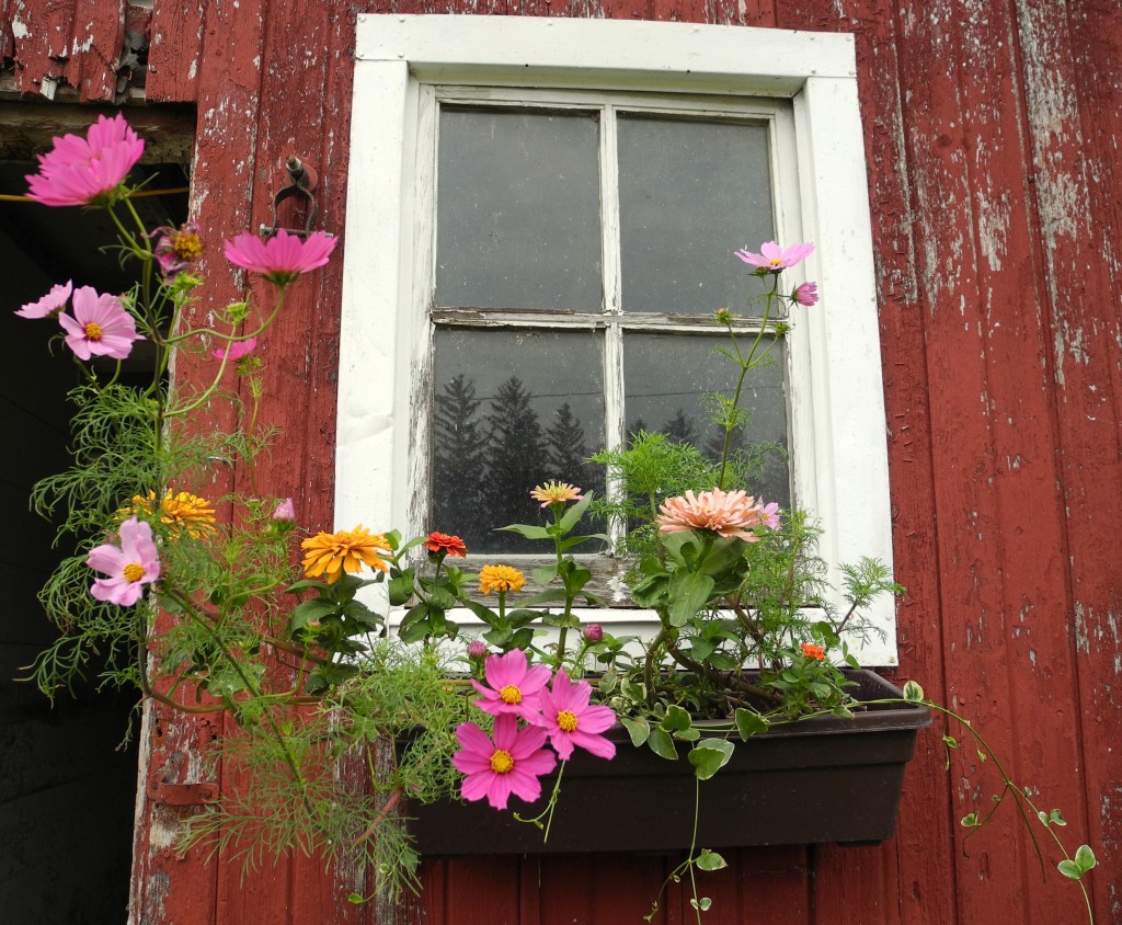 Flowers this morning