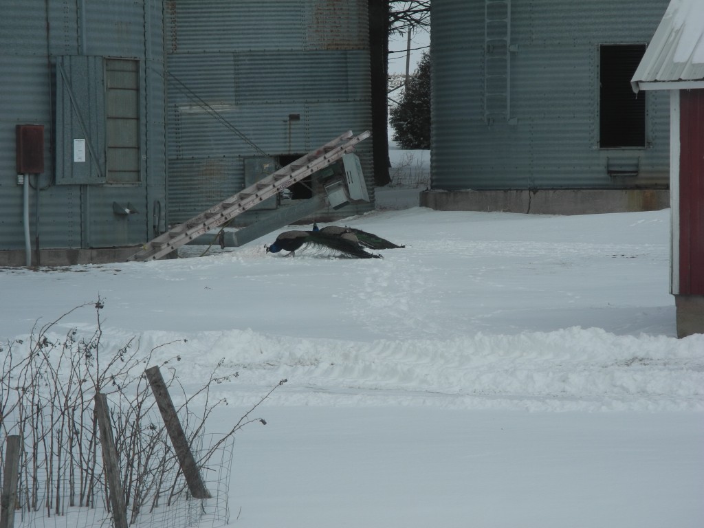 Scooping off the snow for the peacocks