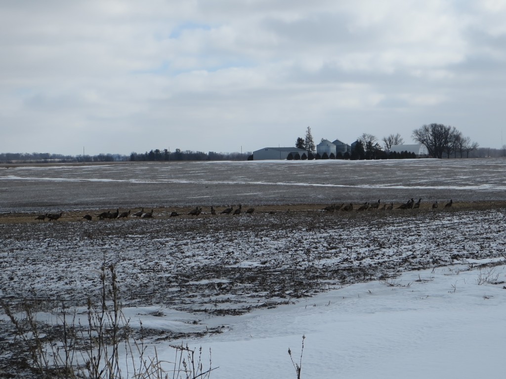 I couldn't believe how many birds were in this field