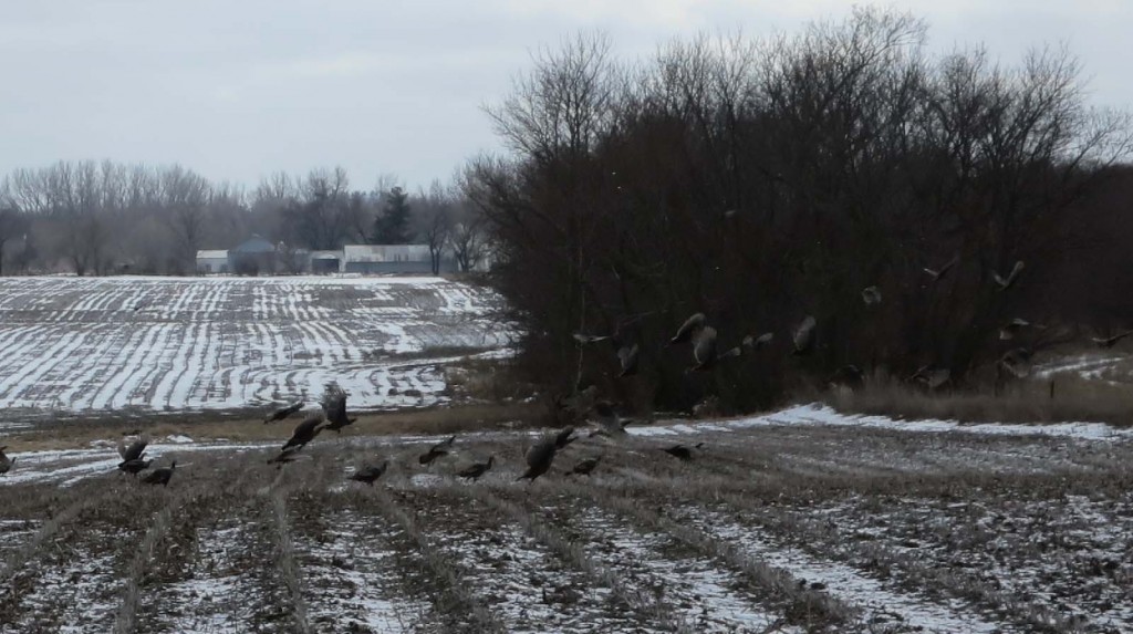 I'm not sure what they were doing, but I do know that they got scared with me in the field