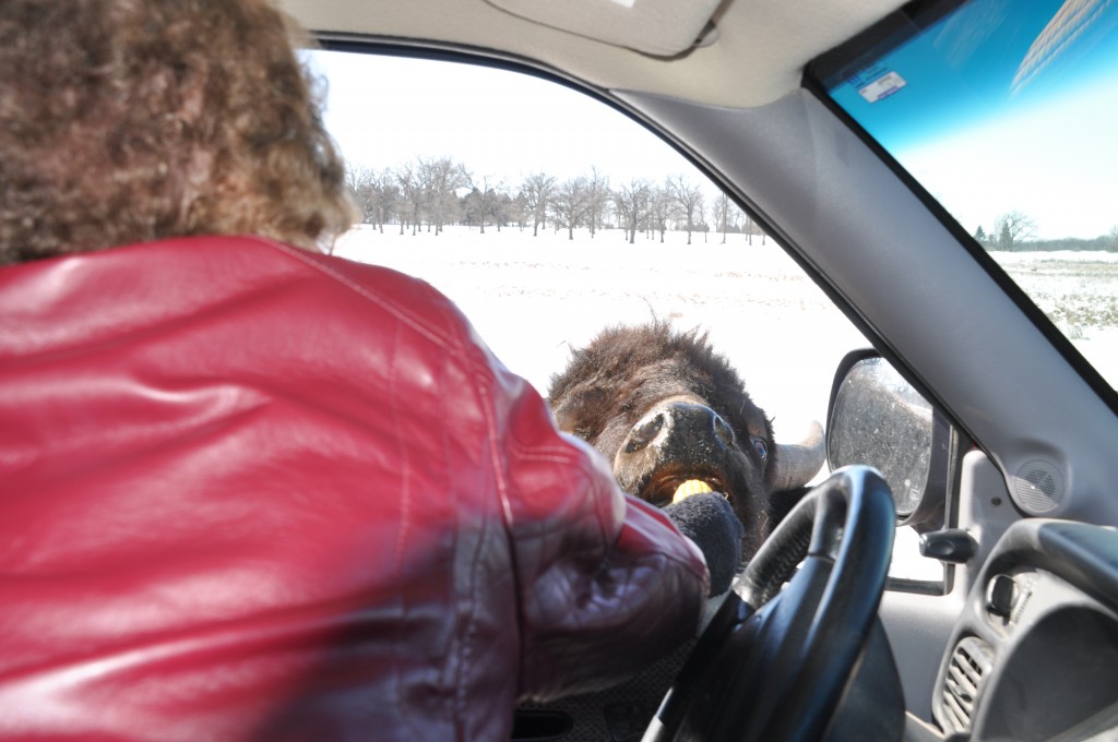 Mom feeding the buffalo from her window