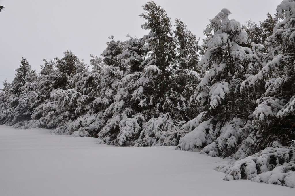 Pretty heavy snow this time and it's not so good for the trees