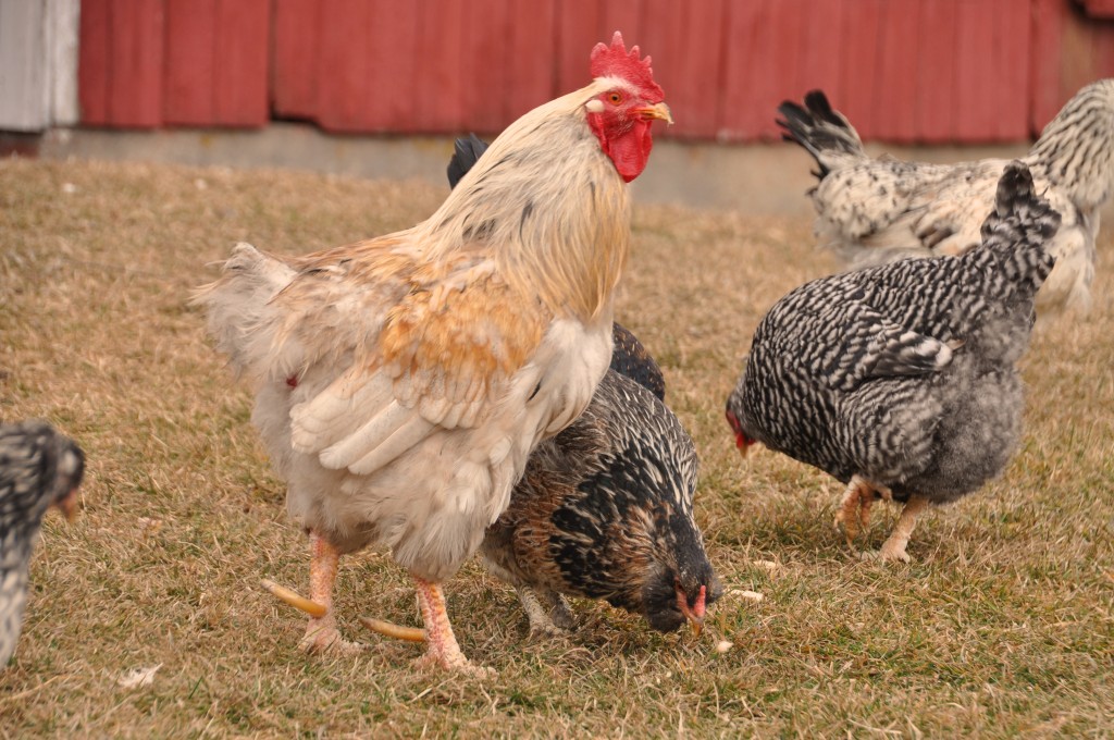 Rocky the rooster with his long talons