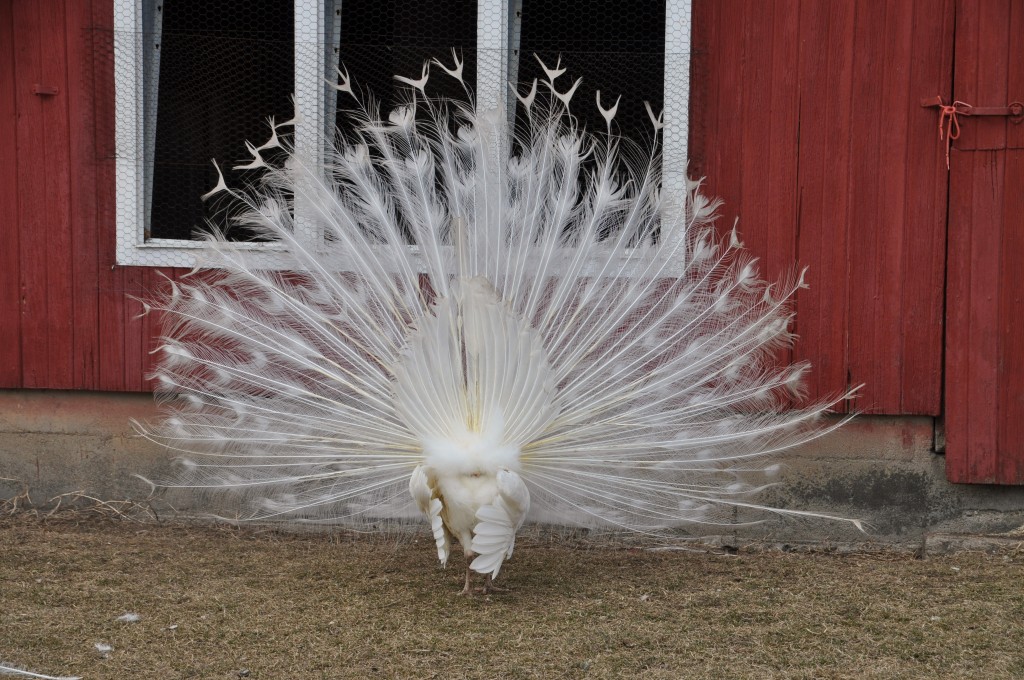 Another peacock looking for a girlfriend