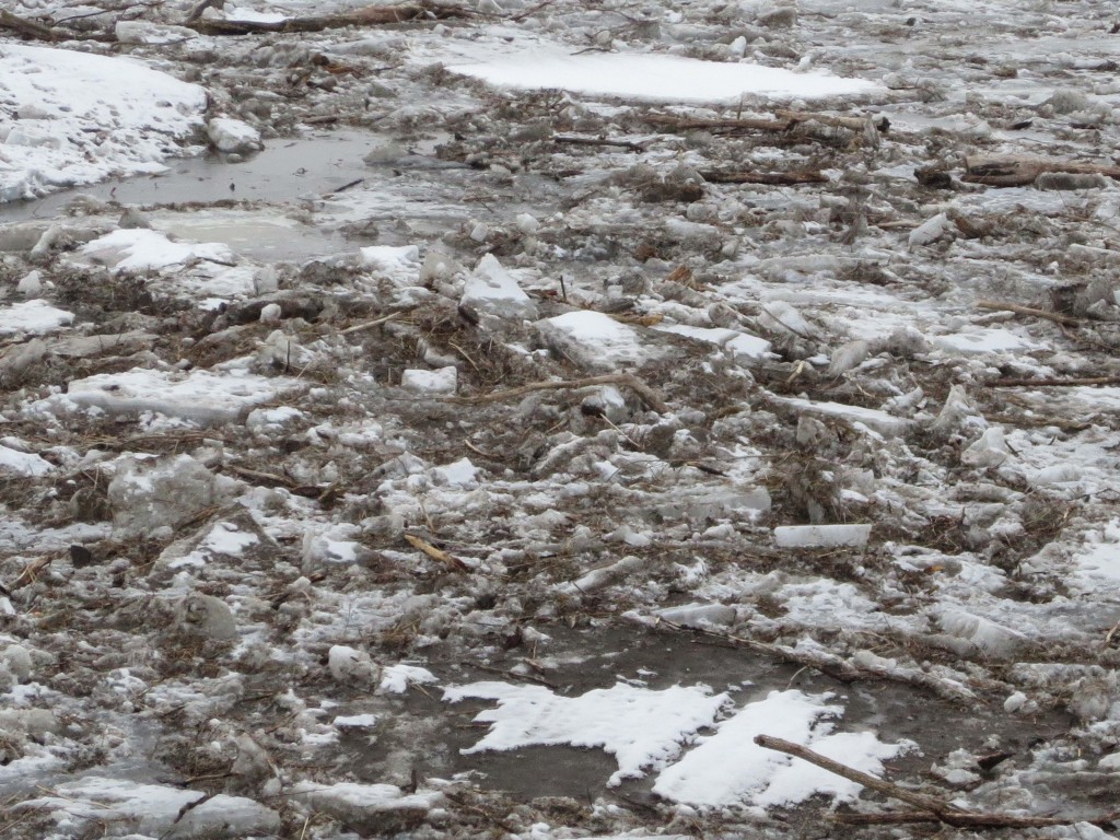 Check out all the small trees that the ice stripped away