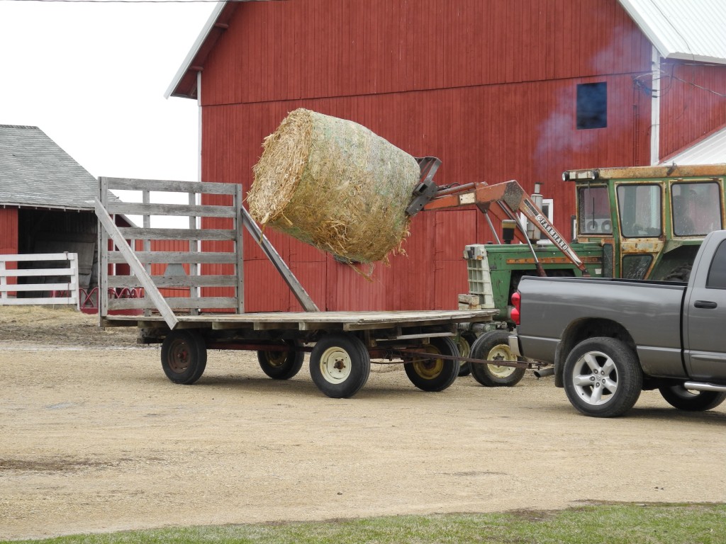 Daryl loading up some stalk bales