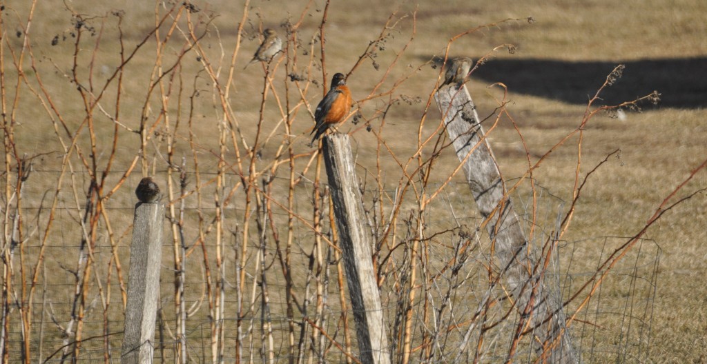 This is a welcome sight these days - everyone loves to see Robins 