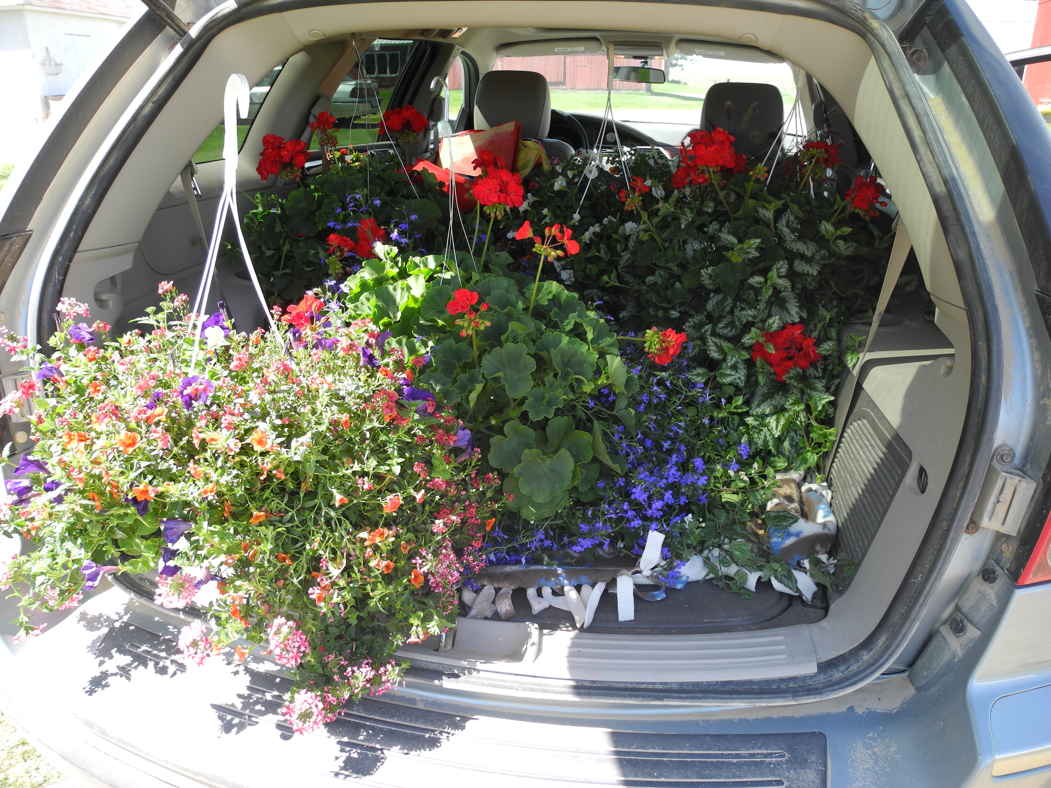 Flowers and Running Life on the farm