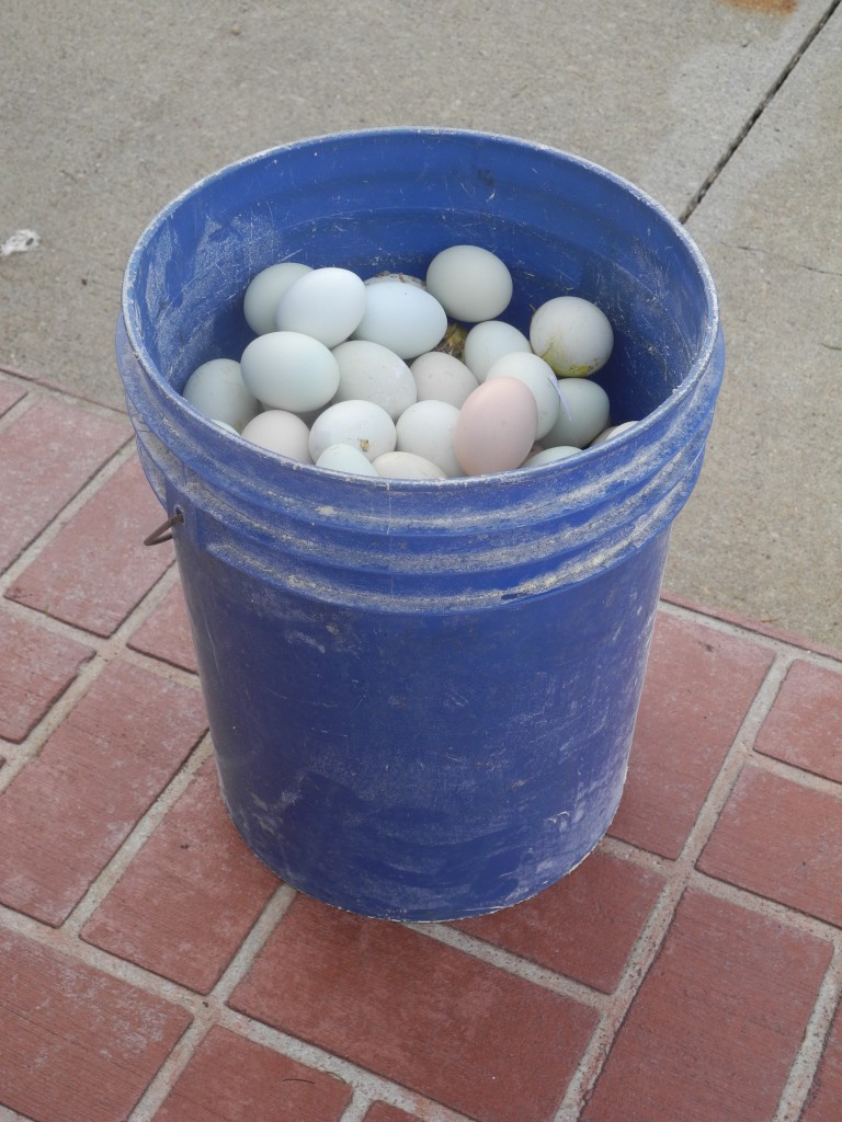 Do you think it might just be too many eggs?