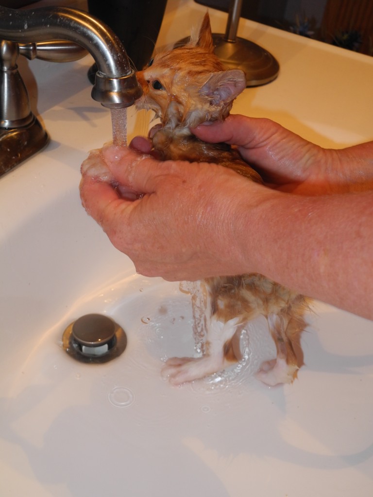 Pepper's first bath