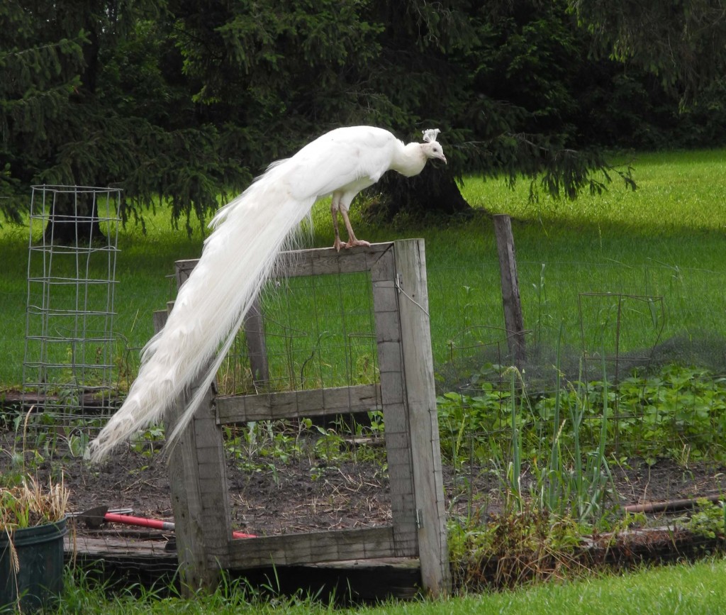 Lucky checking out the new tomato crop