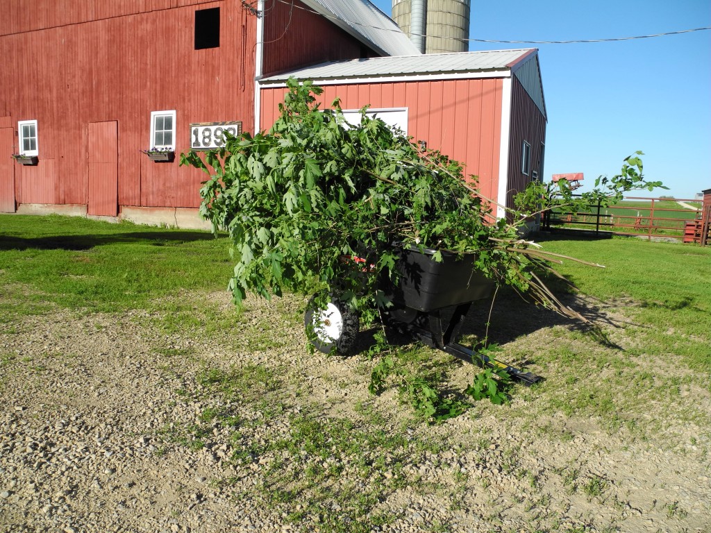 I think we'll give them to the cows for something different to eat tomorrow