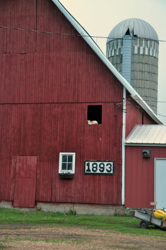 In the small window of the barn is the Tom Cat