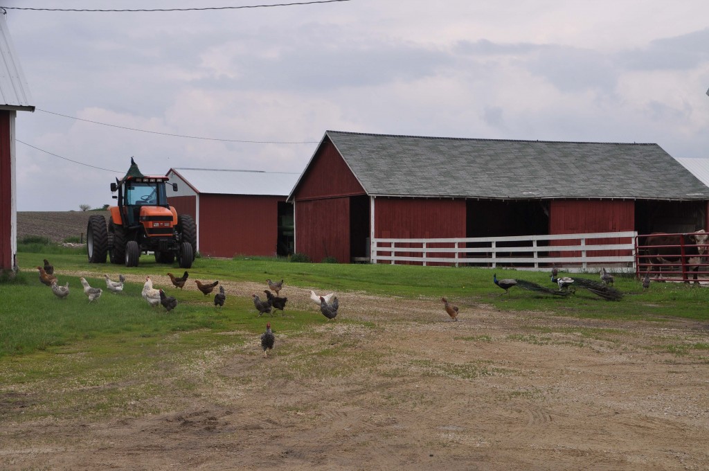 Sam the peacock is just trying to stay away from the chicken gang