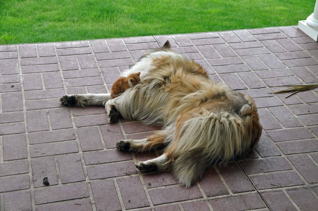 Reno and Pepper taking a nap