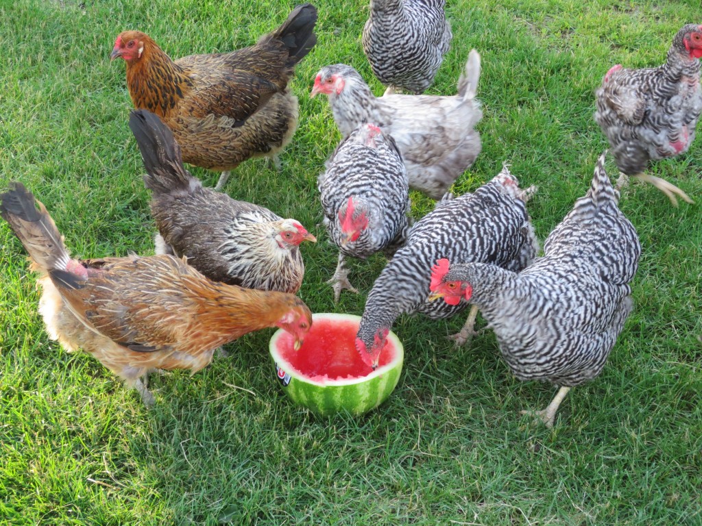 The first watermelon of the season for the chickens