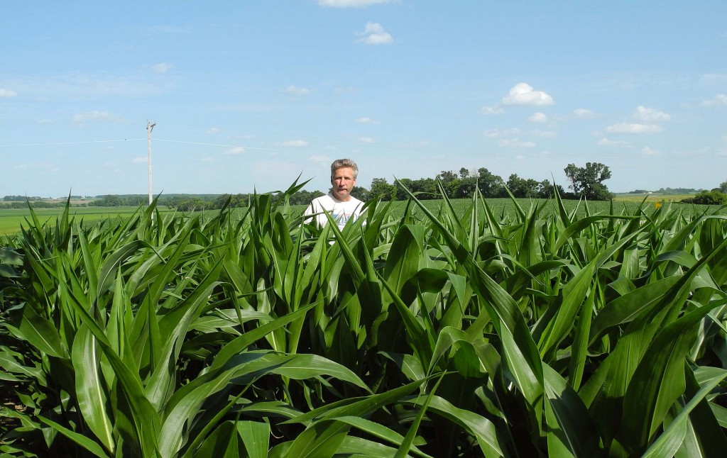 Daryl measuring the corn for the 4th