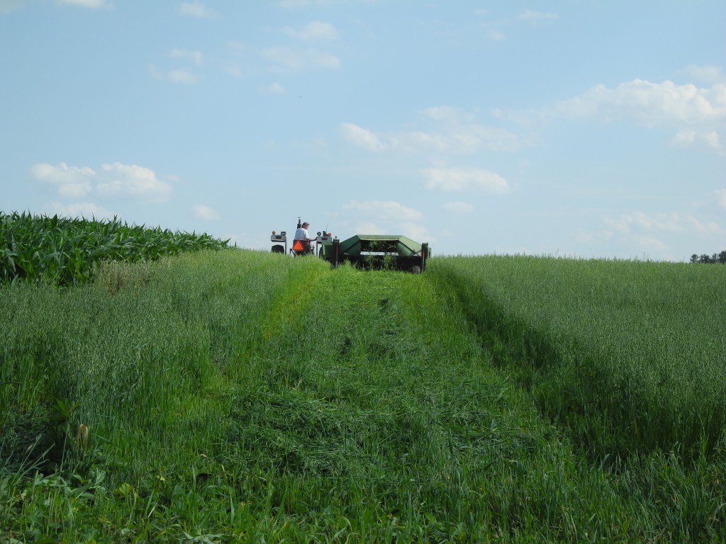 Daryl cutting the crop