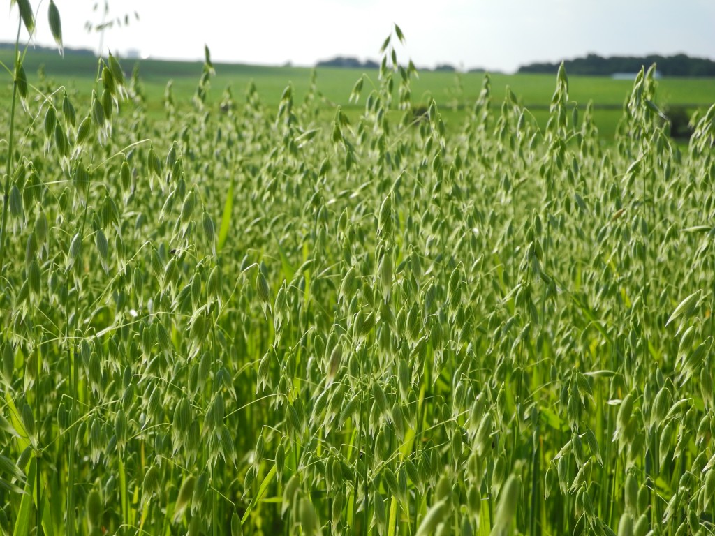 Oats field before it's cut