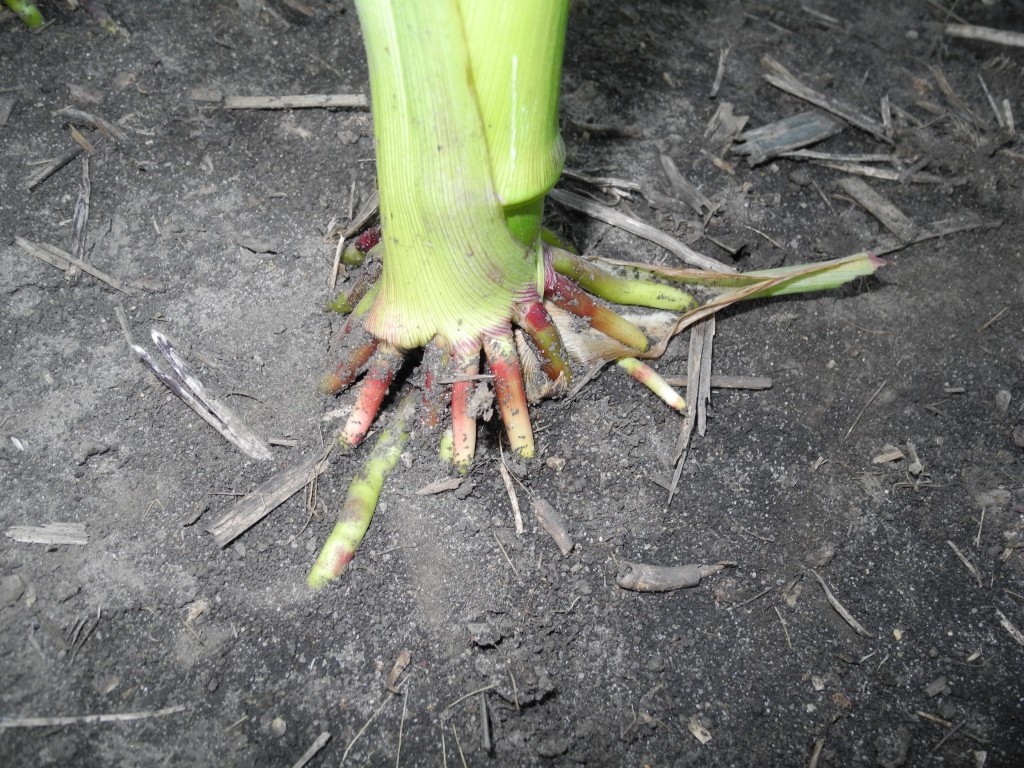 Picture of the brace roots of a corn stalk