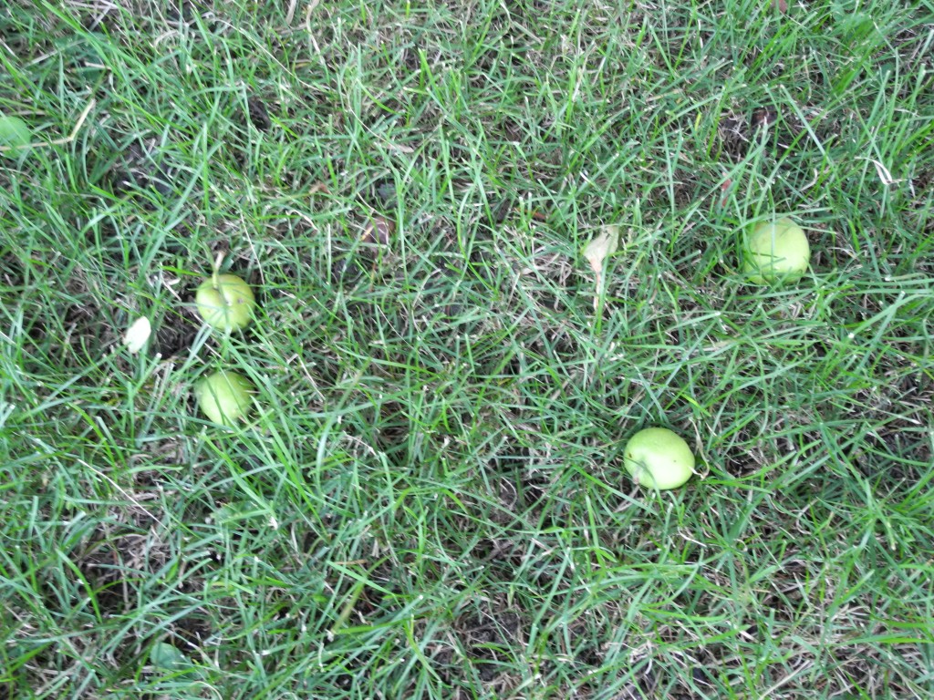 Small apples that are starting to fall off our trees