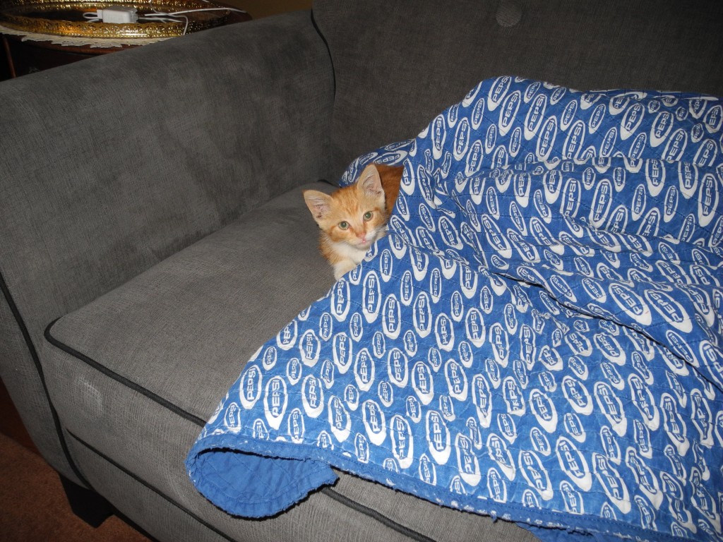 Pepper on our new couch, just hiding.