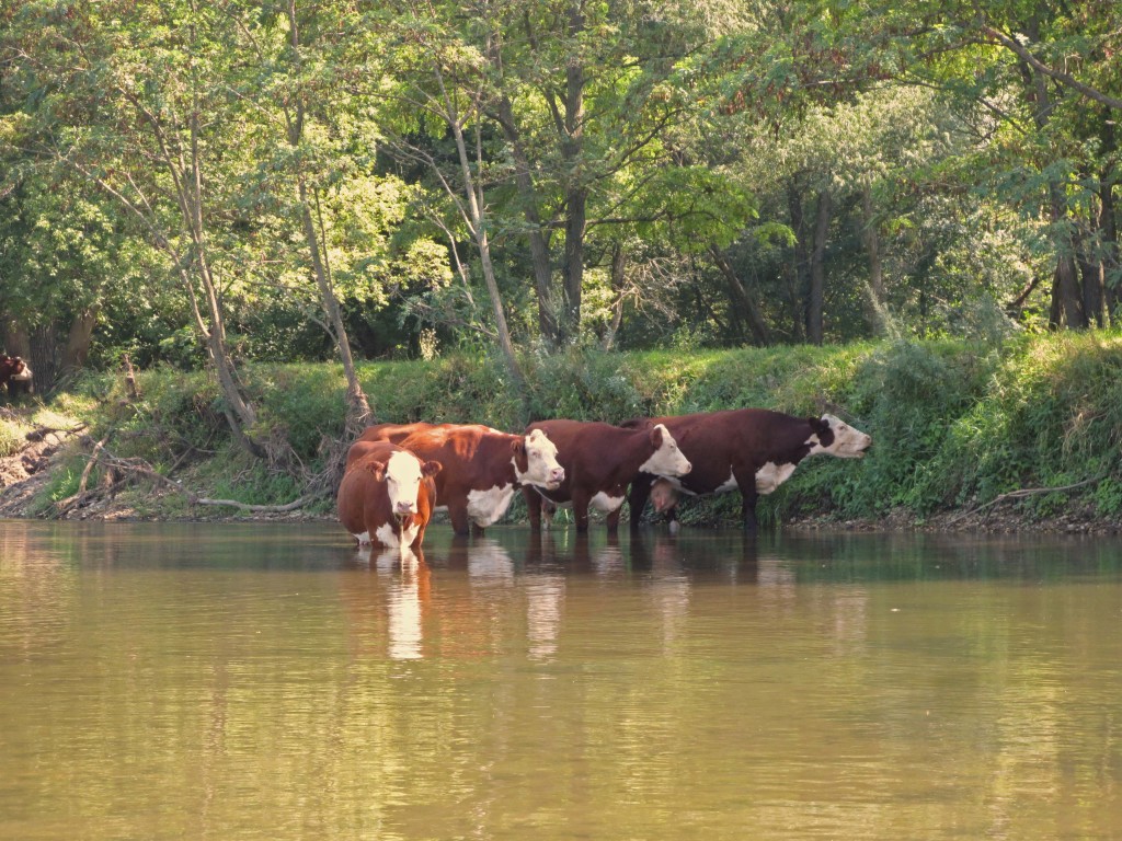 Even the cows were trying to stay cool today