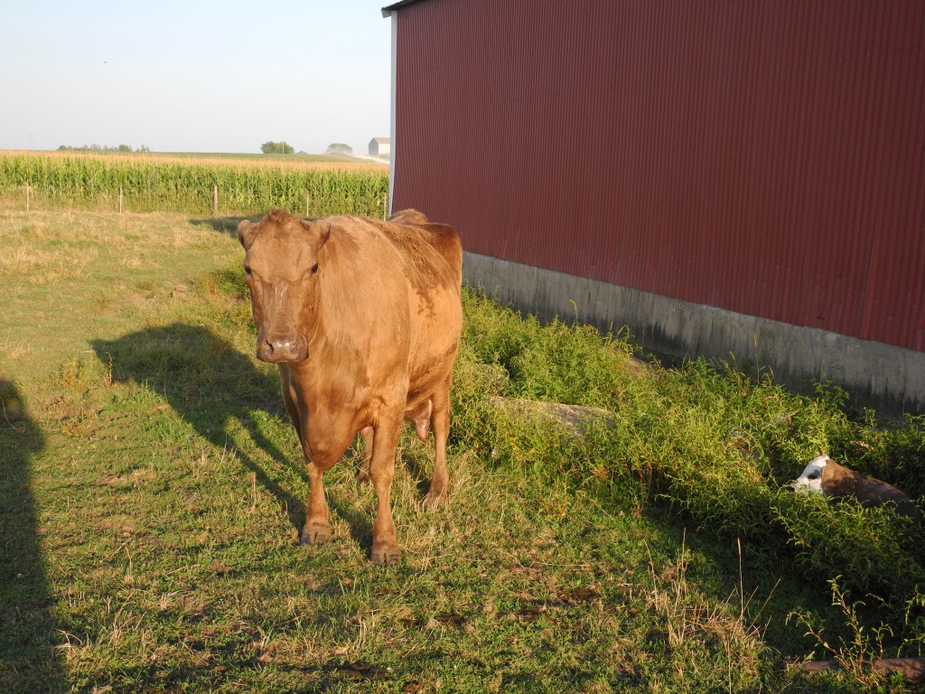 No Ears with her new little calf Tango