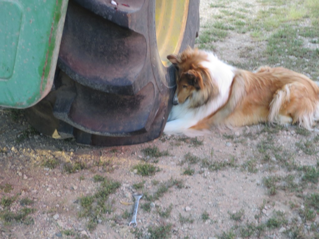 Reno just couldn't get far enough under the tire to get that mouse out!