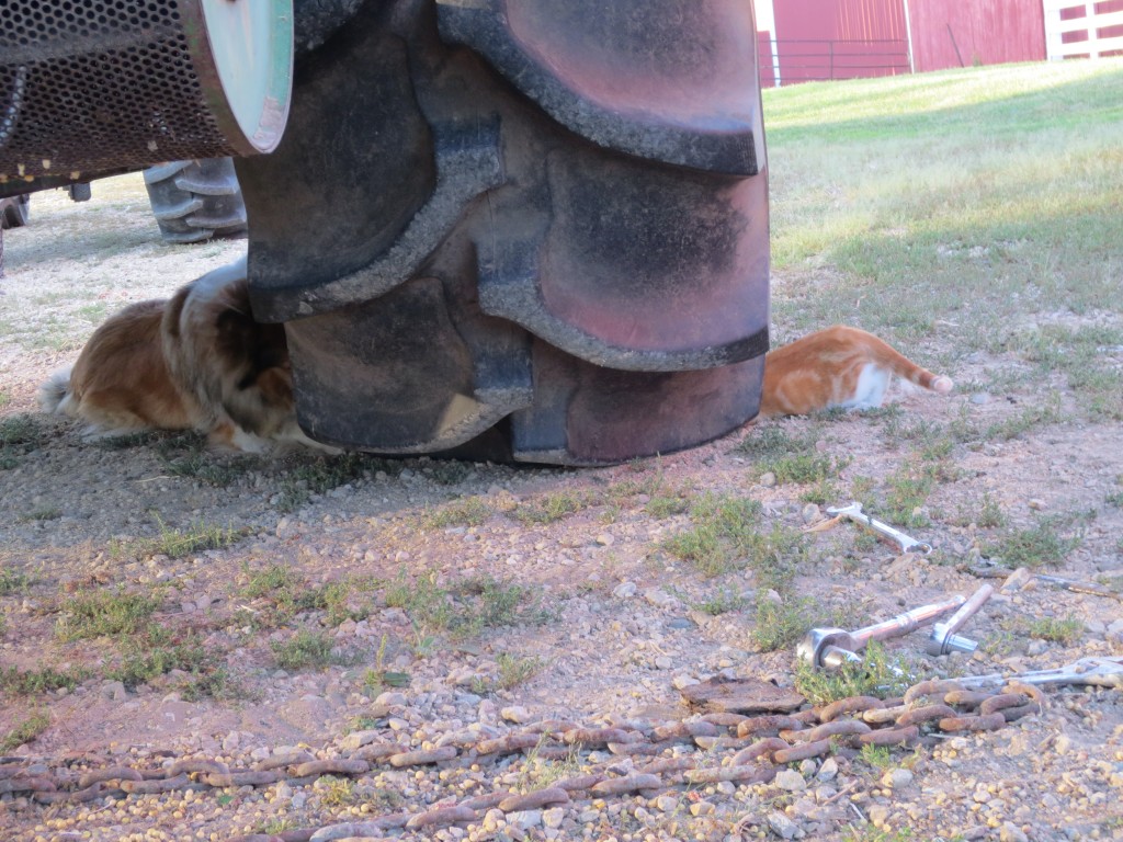 Tag teaming it to get the mouse from under the combine tire