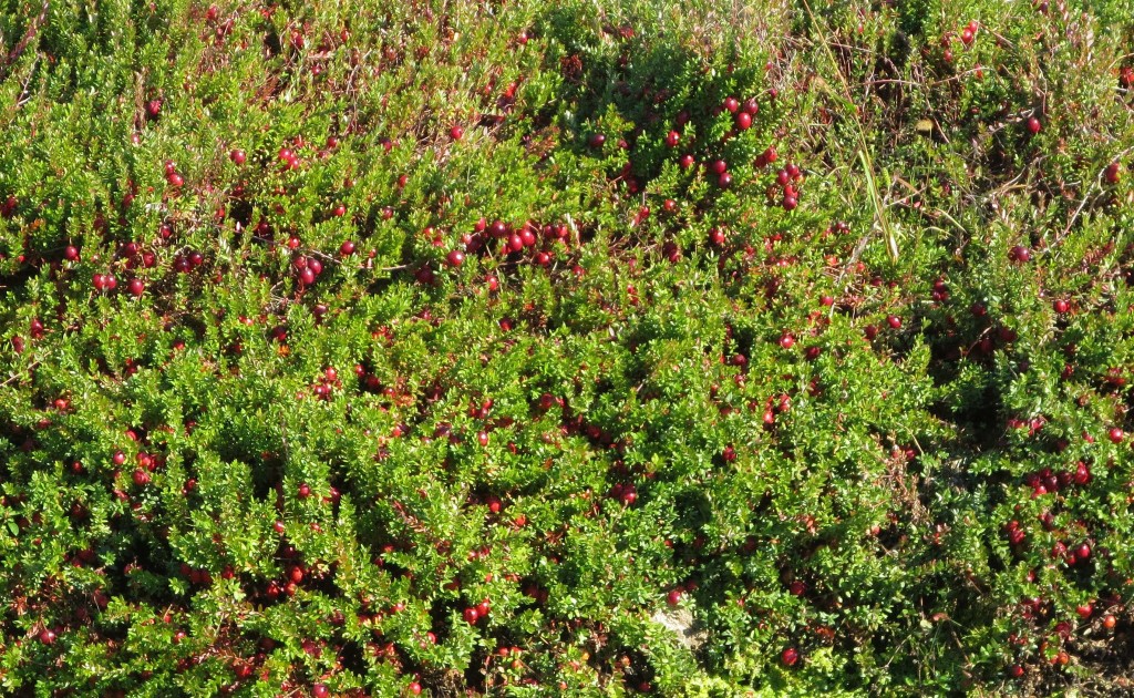 Berries still in the field