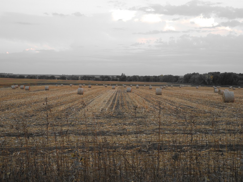 Hay bales in the field across the road from our farm