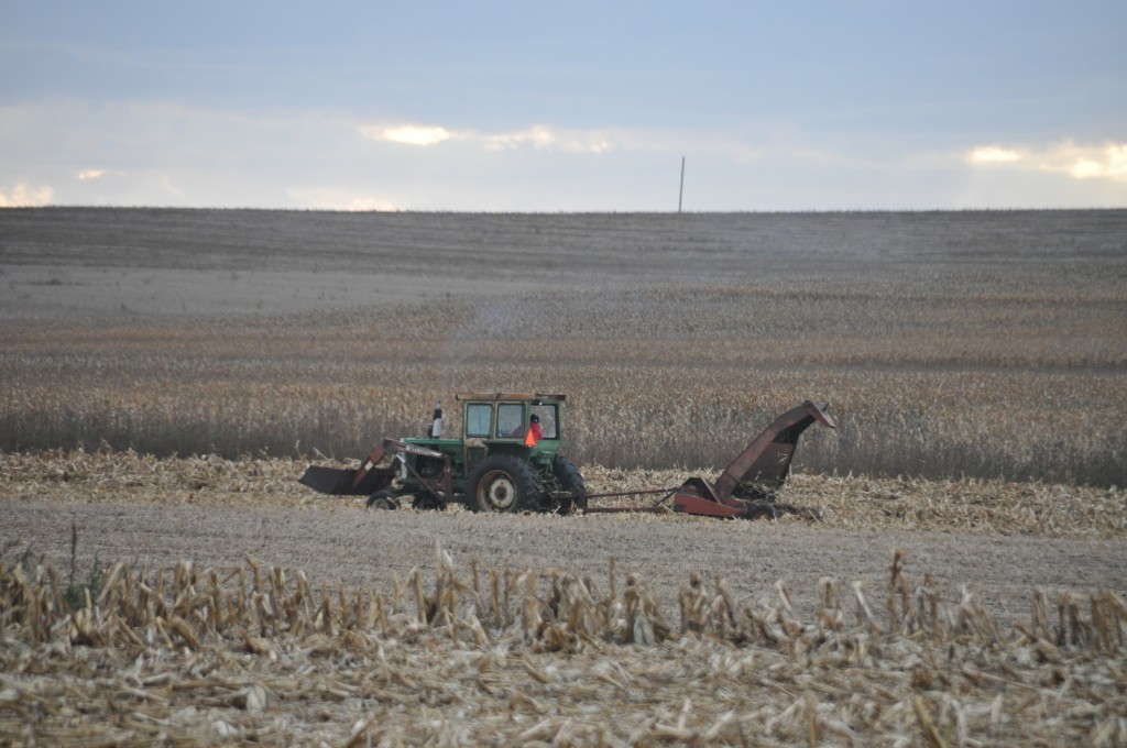 Chopping corn stalks today