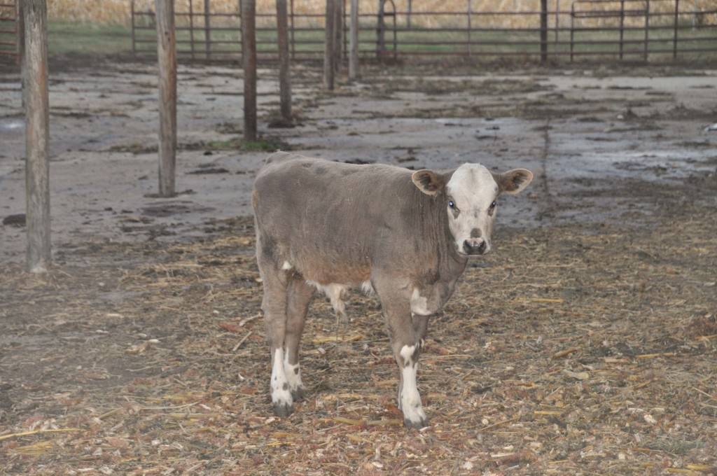 This is one good looking calf. OK, I might be biased! 