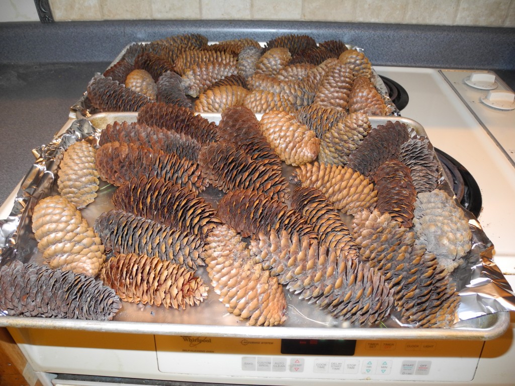 First batch of pine cones done
