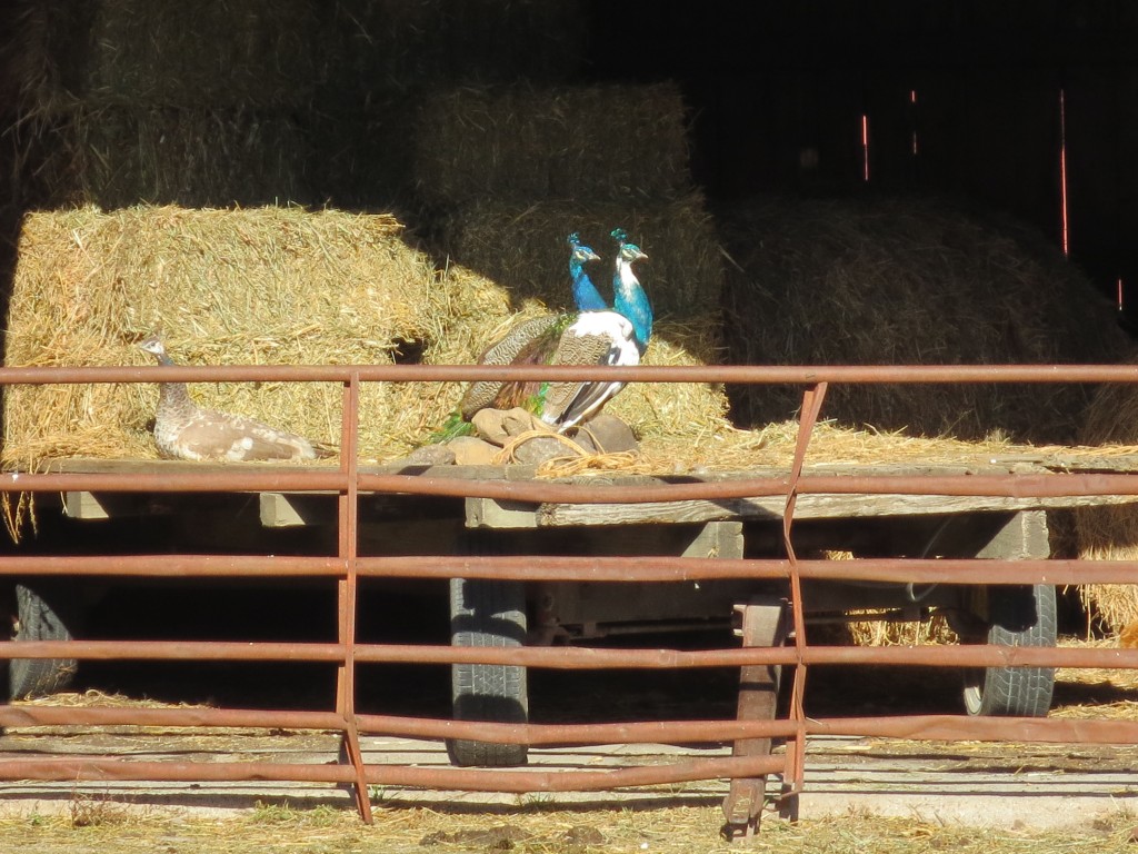 The peacocks had the best place. Nice and warm in the sunshine!