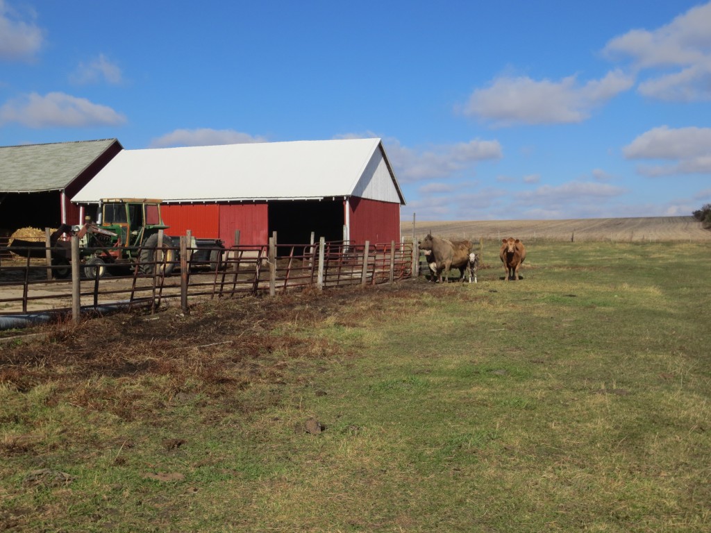 The cows just making sure Daryl was doing it right