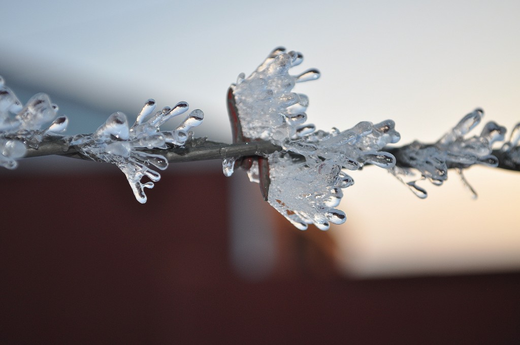 Frost on the barb wire