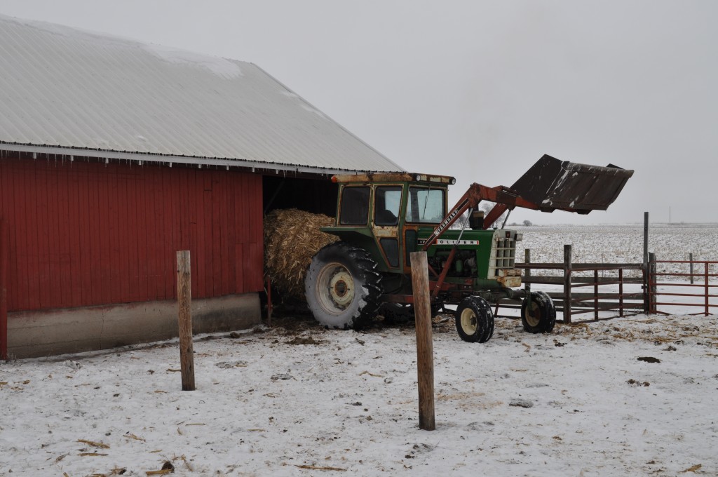 Putting the corn stalks into the shed for the second time this afternoon