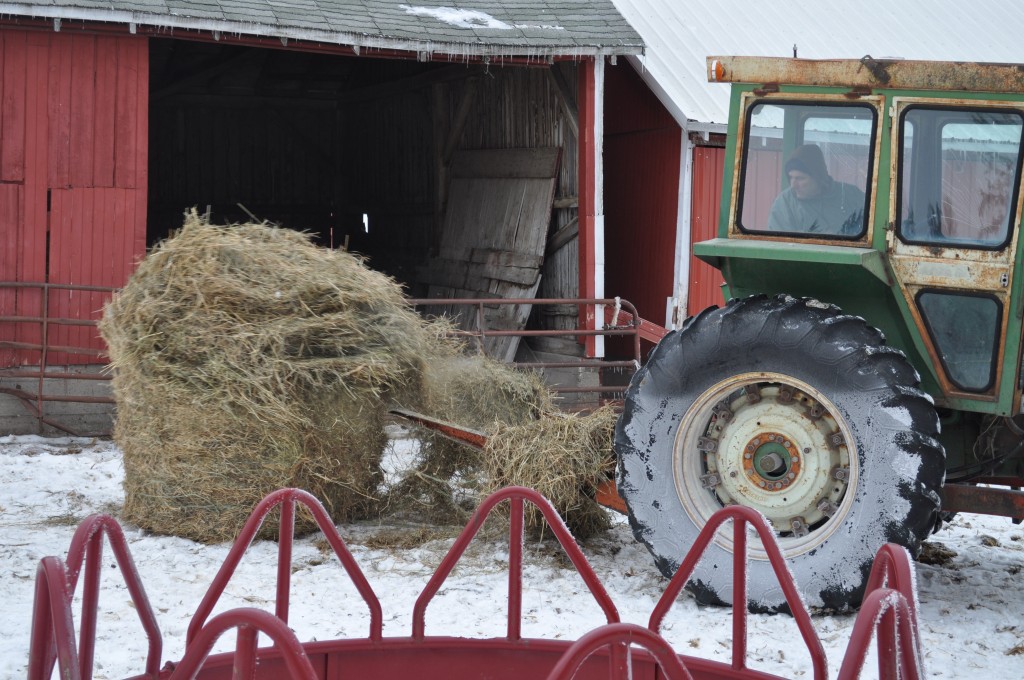 Putting a new bale of hay for the cows 