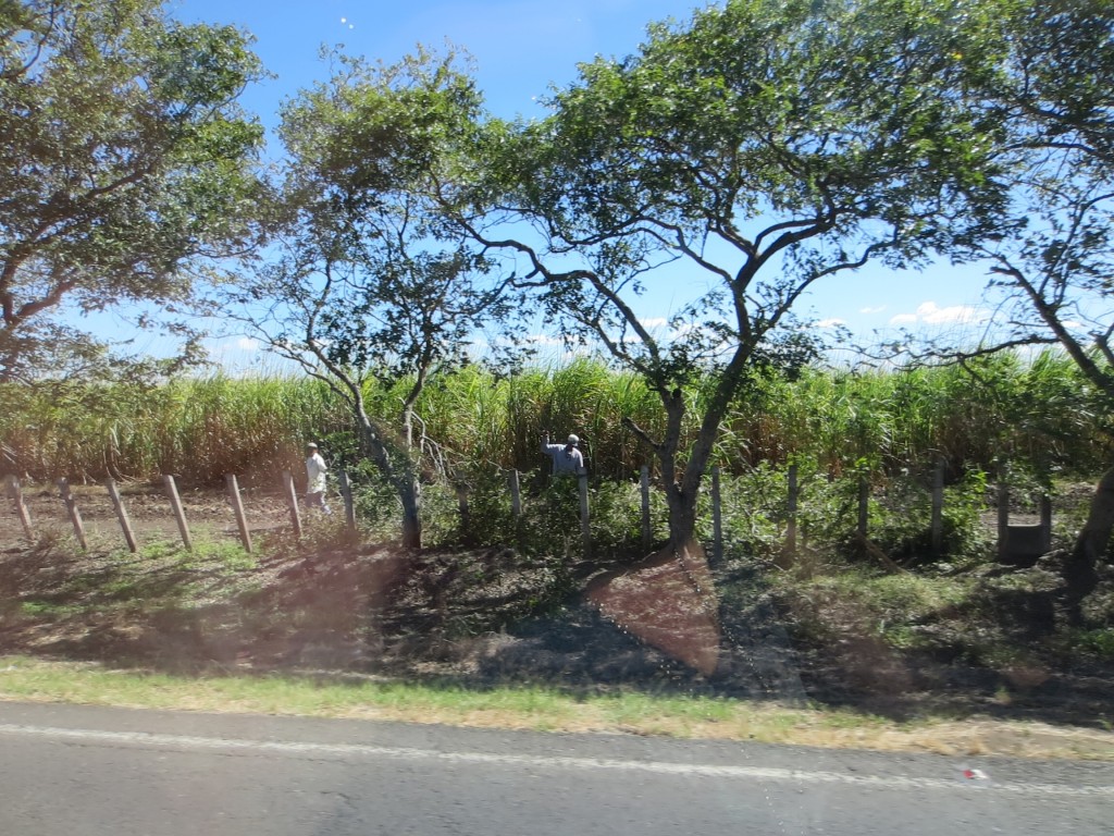 Working on the sugar cane