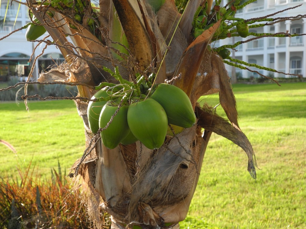 Coconut trees were all over the grounds