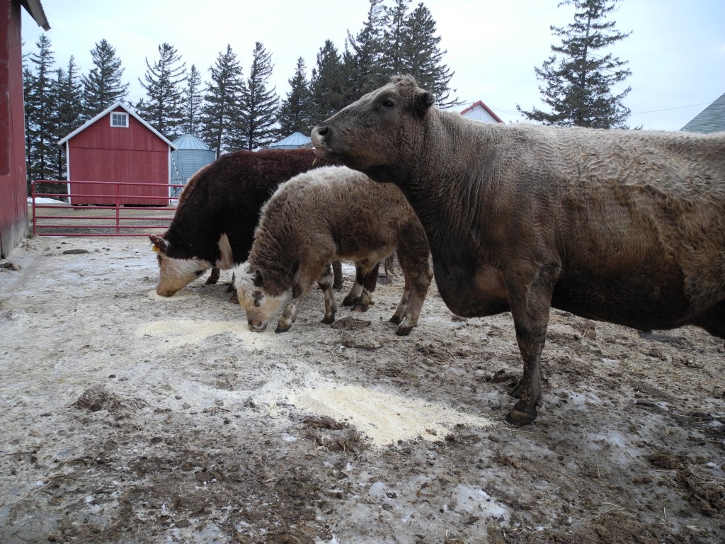 Supper time!