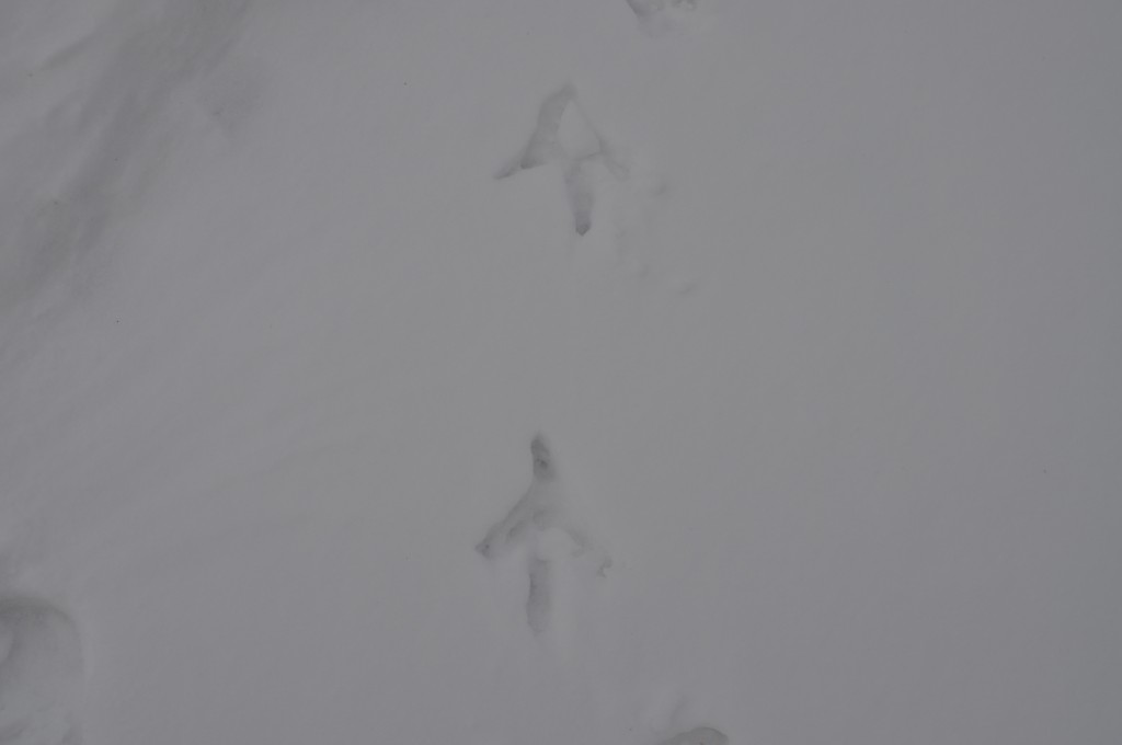 Peacock footprints in the snow