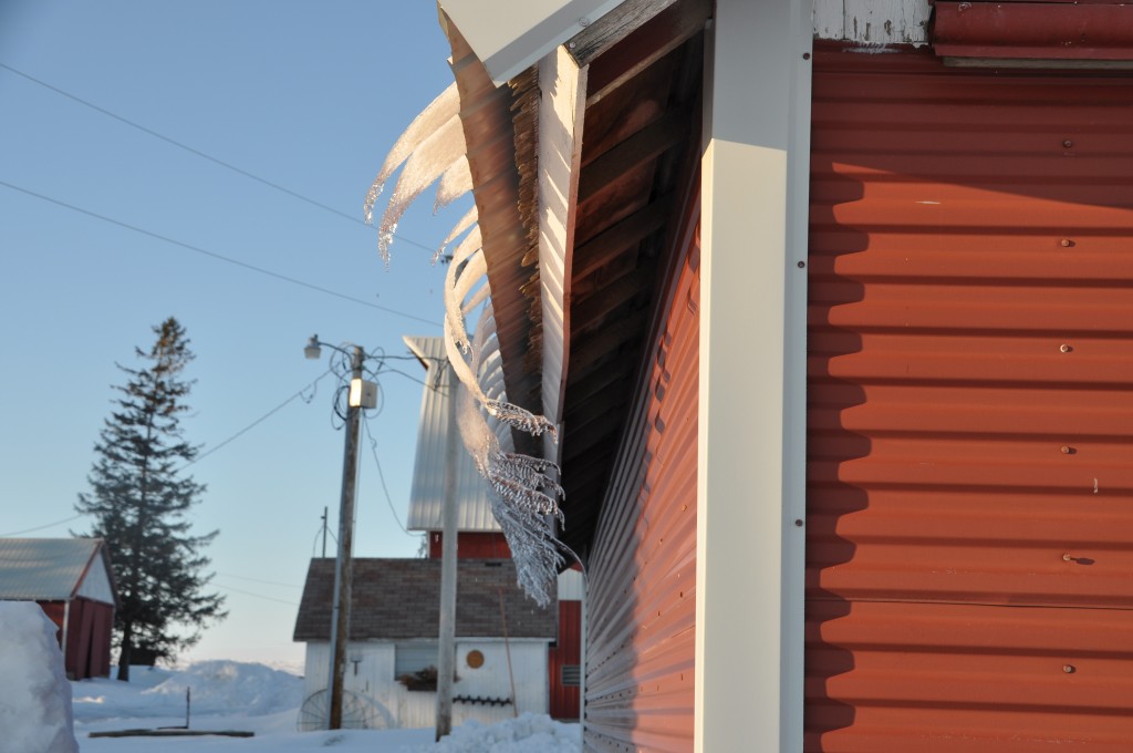 Ice melting off the roofs which is a really good sign that Spring is coming!