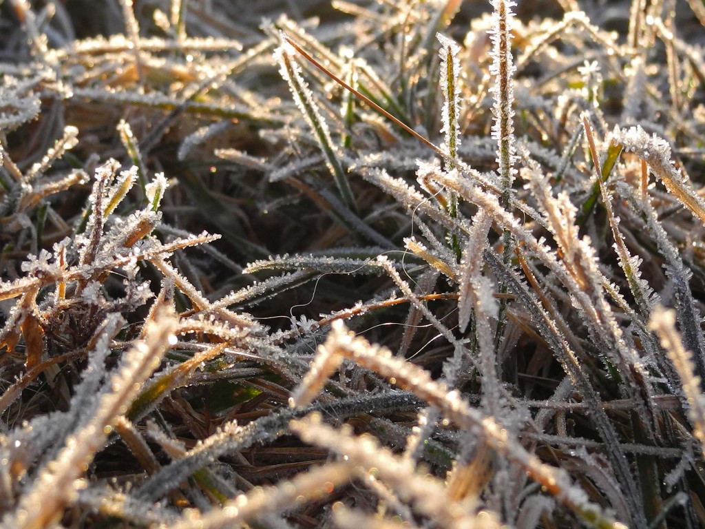 The morning frost in the yard this morning