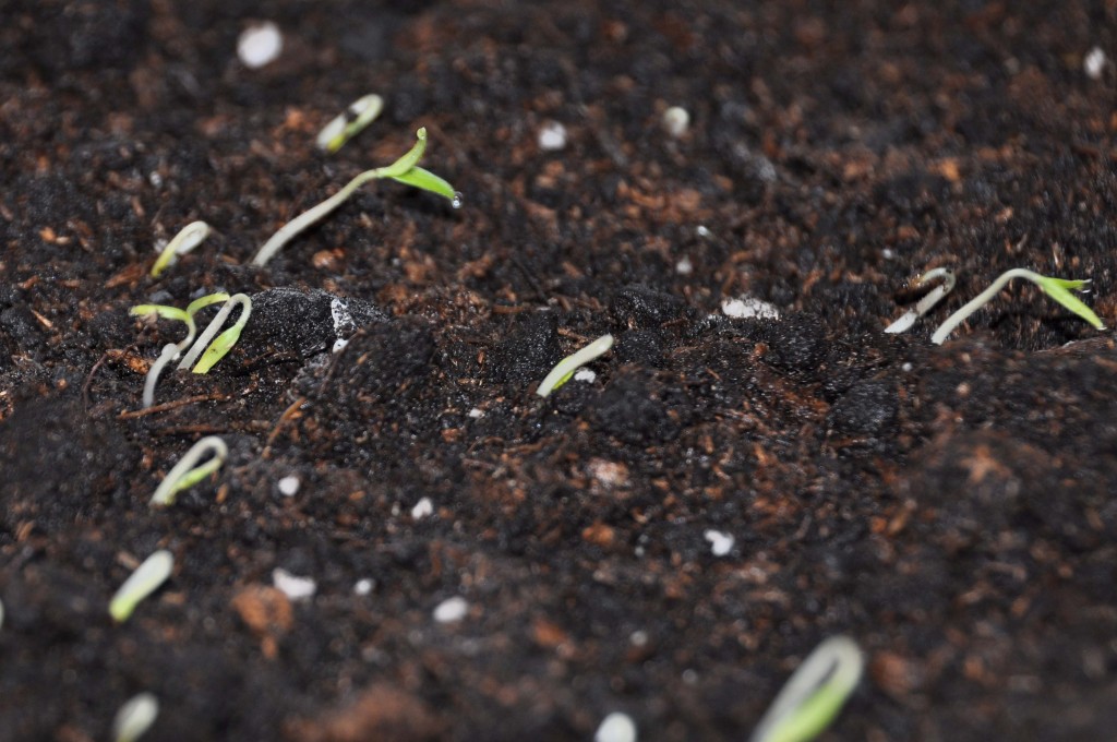 Baby tomato plants just coming up