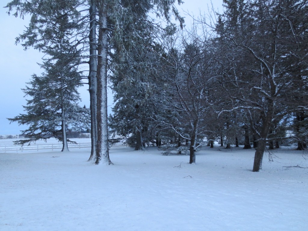 Our backyard this morning 