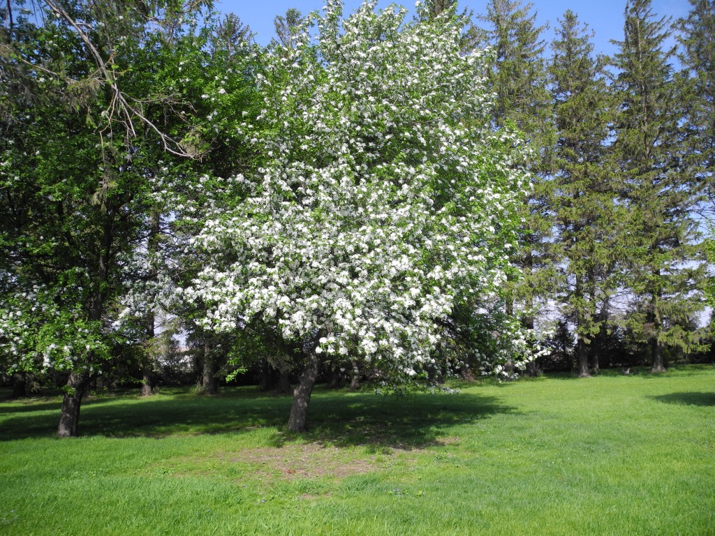 Our apple tree in full bloom