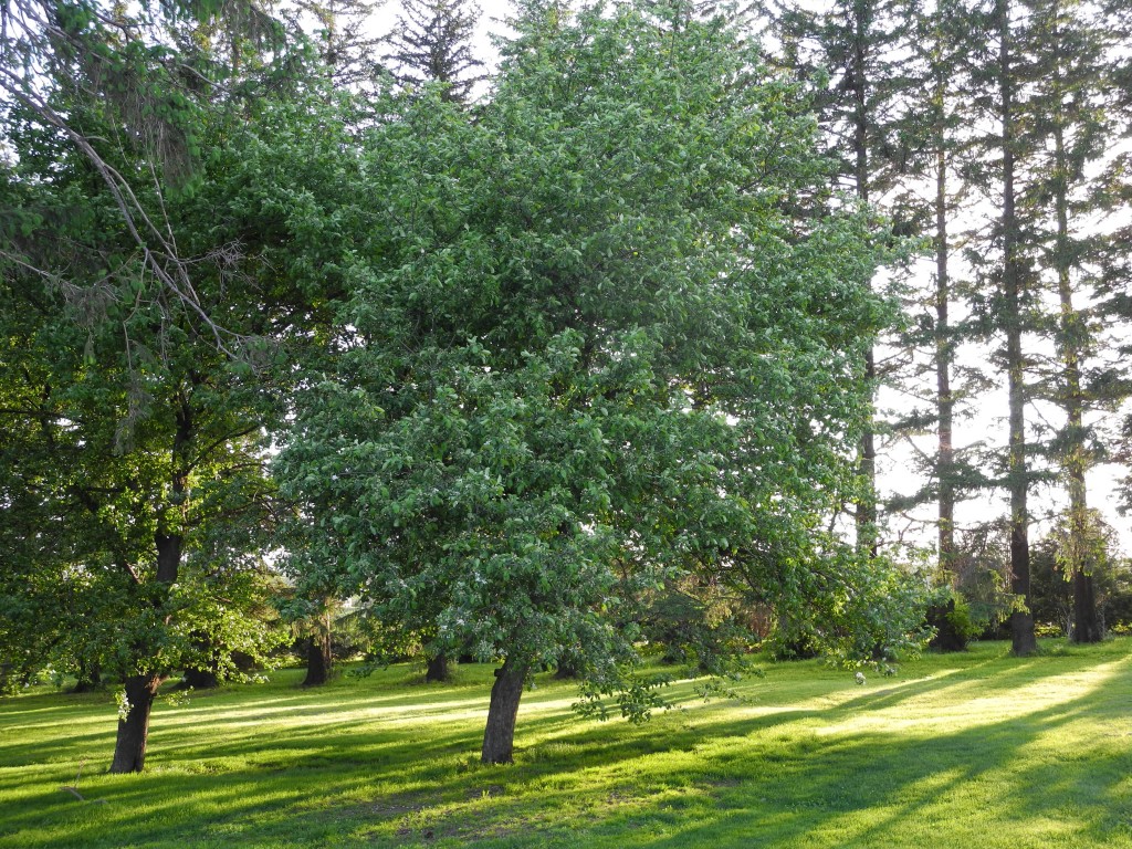 Our apple tree